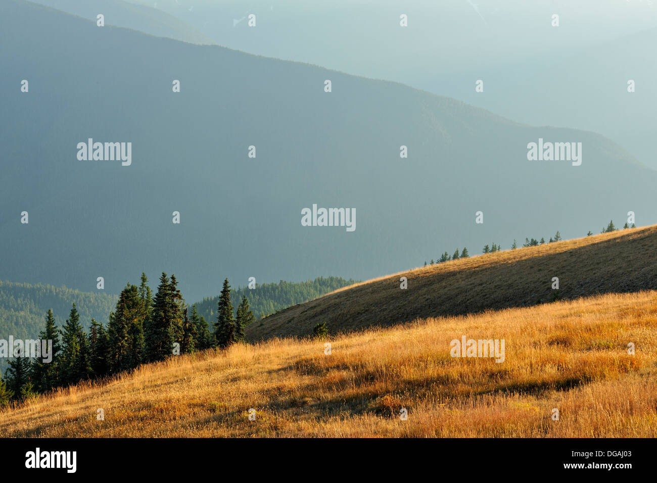 Subalpine Tanne im Spätsommer Wiese auf Hurricane Ridge Olympic Nationalpark Washington USA Stockfoto