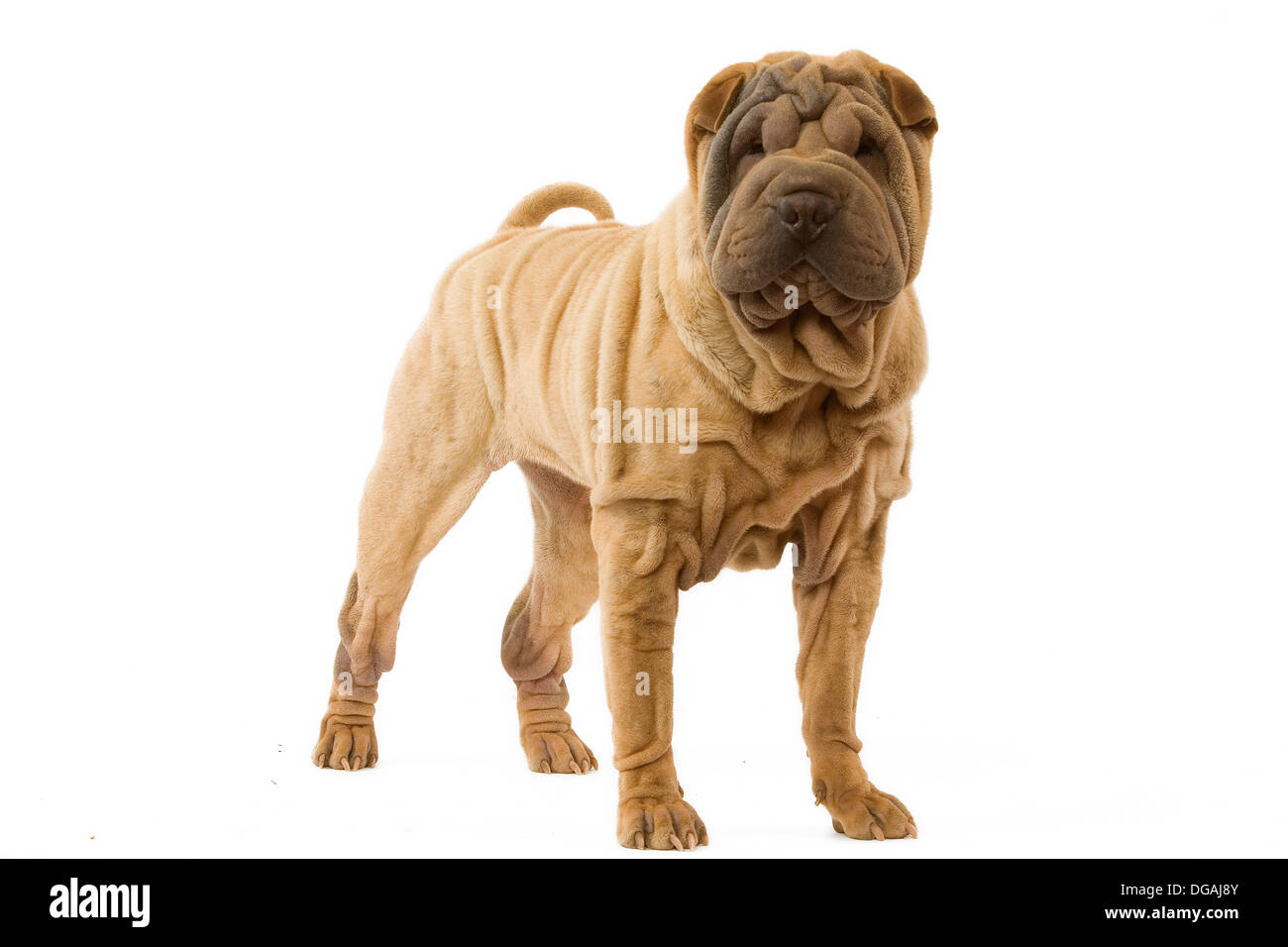 Porträt von einem Shar-Pei Stockfoto