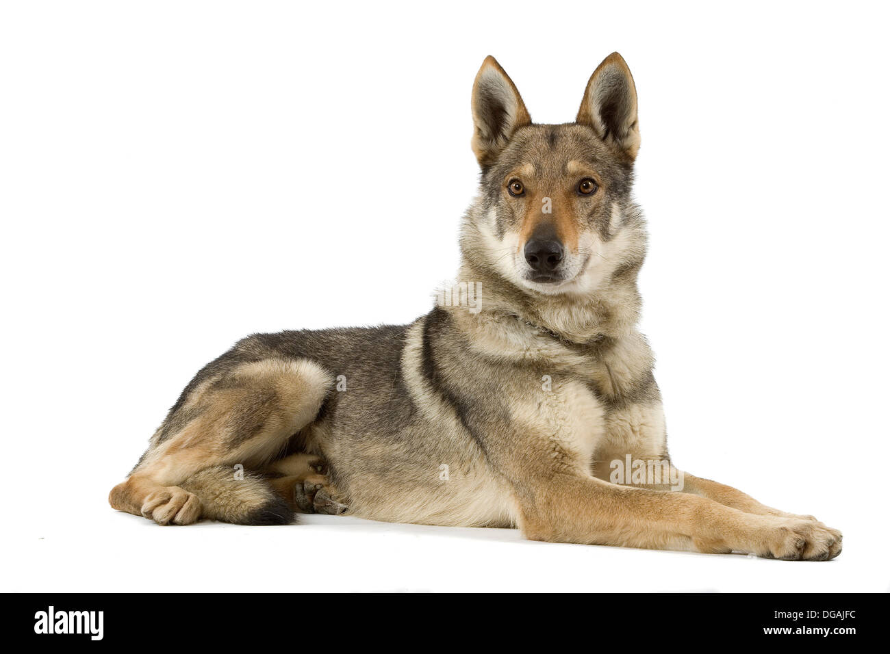 Tschechoslowakischen Wolfshundes oder Vlcak Stockfoto