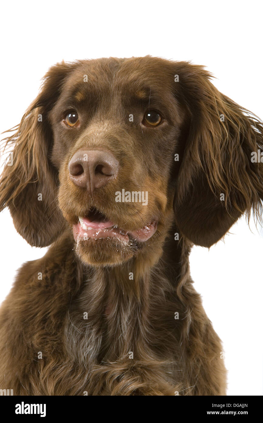 Picardy Spaniel Epagneul Picard Stockfotos Und Bilder Kaufen Alamy
