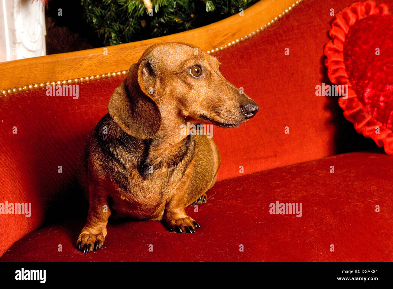 Teckel auf roten Chaise longue Stockfoto