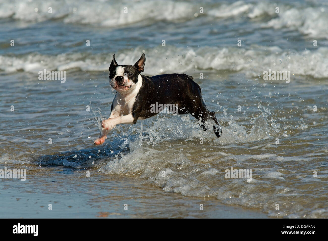 Boston Terrier spielen am Strand Stockfoto