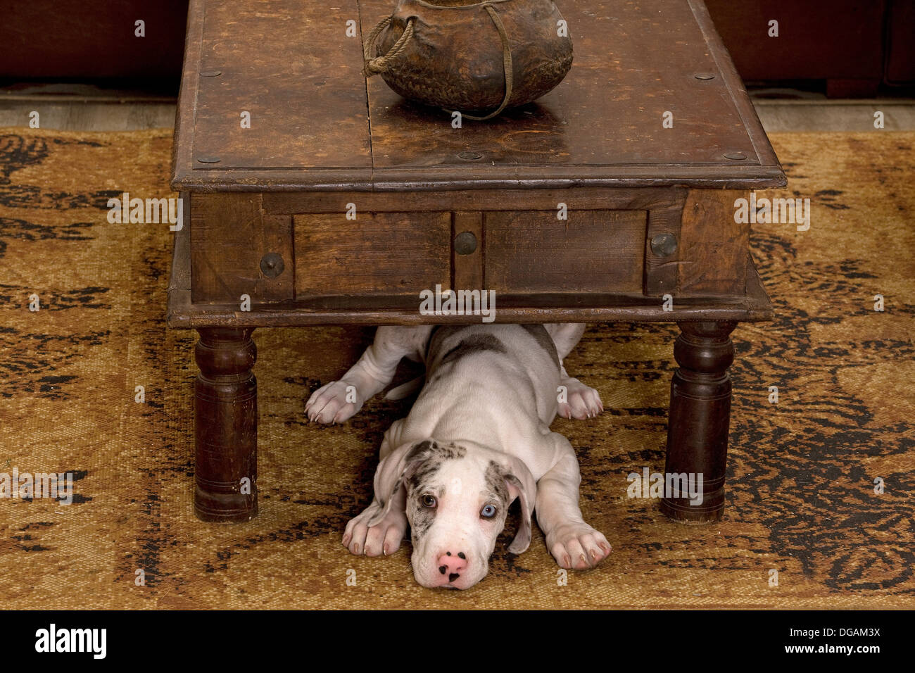Zehn Wochen alte Deutsche Dogge Stockfoto