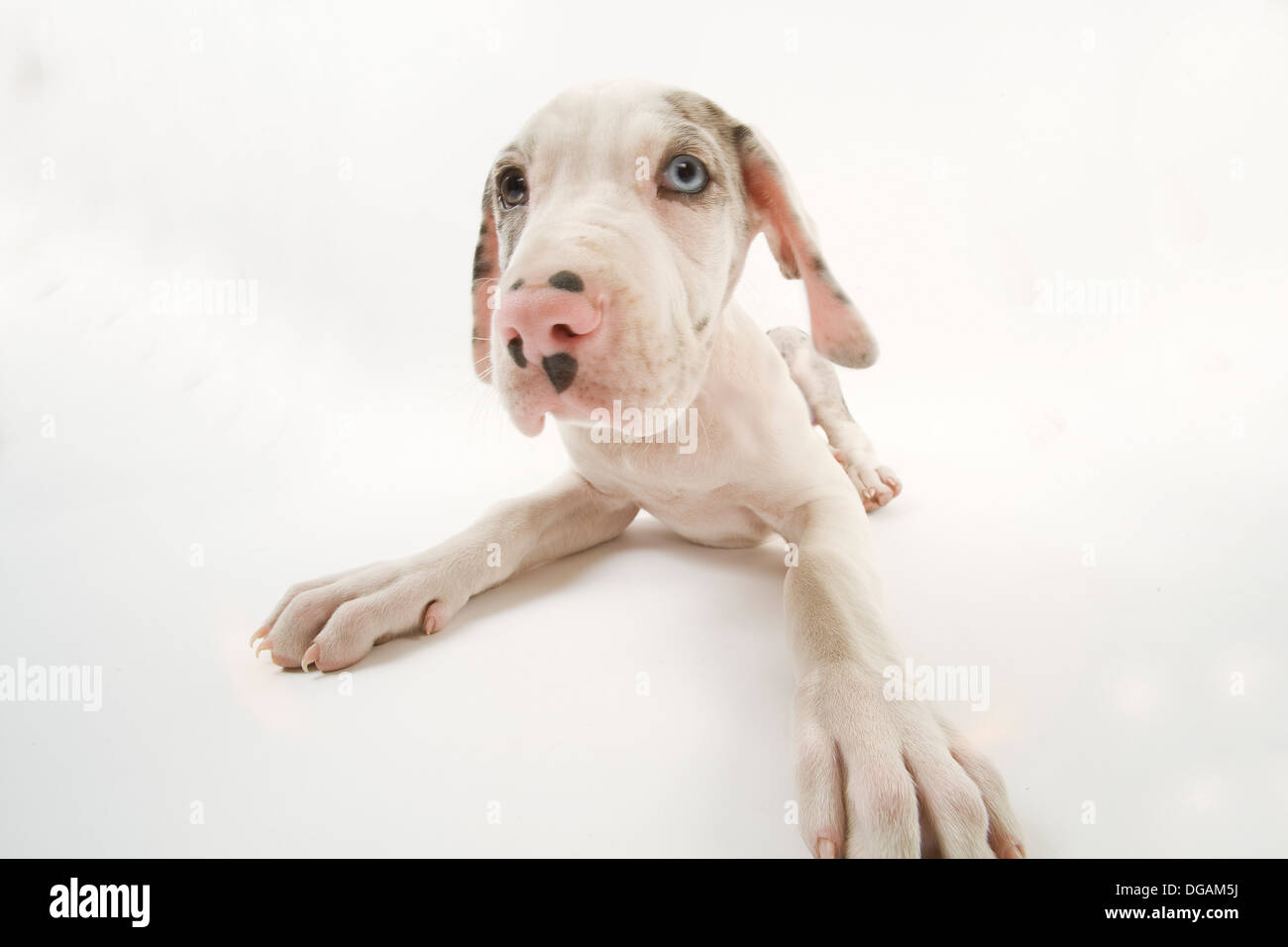 Zehn Wochen alte Deutsche Dogge Stockfoto