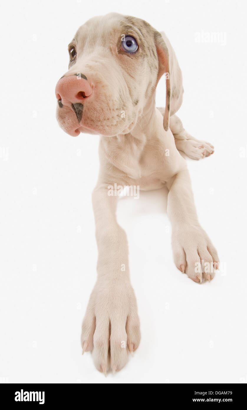 Zehn Wochen alte Deutsche Dogge Stockfoto
