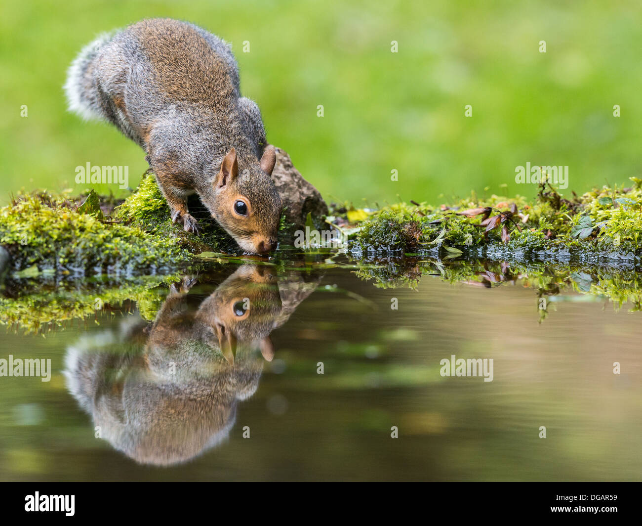 Grau-Eichhörnchen (Sciurus Carolinensis) saß am Rand von einem moosigen Teich trinken mit Spiegelbild Stockfoto