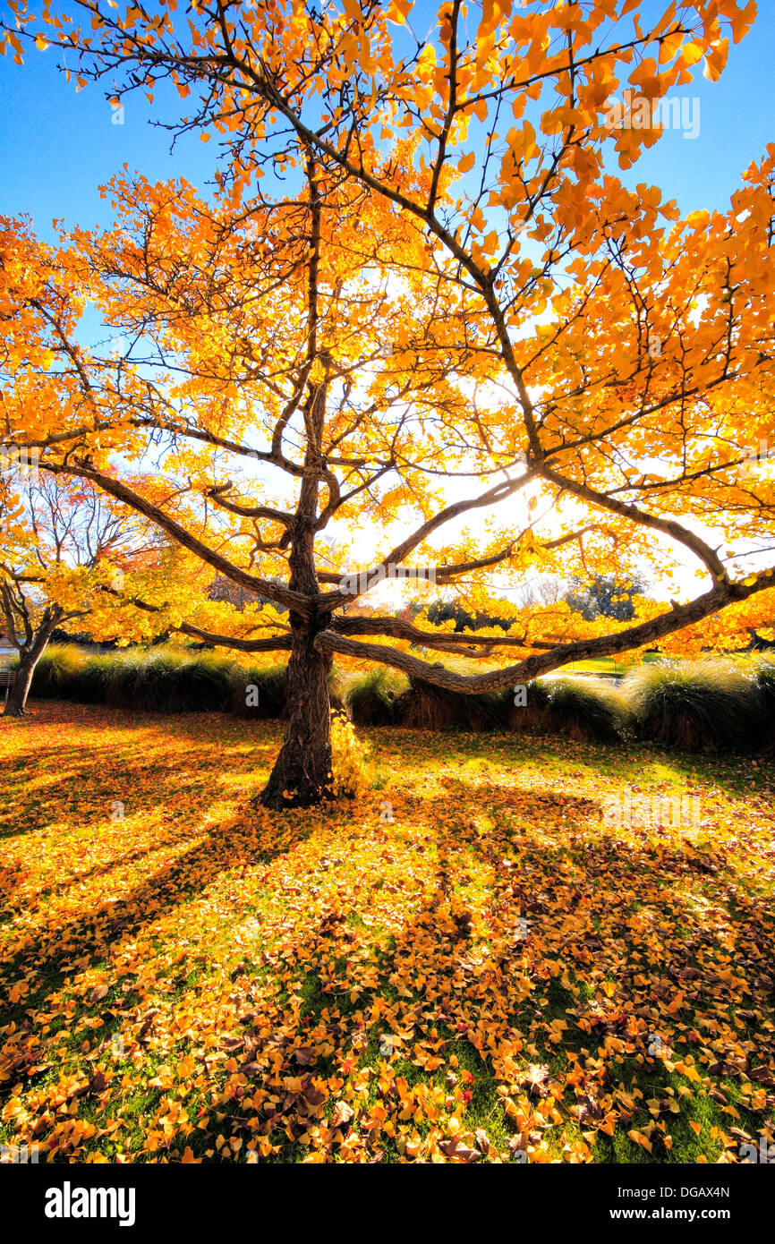 Herbstlaub - Ginkgo biloba Stockfoto