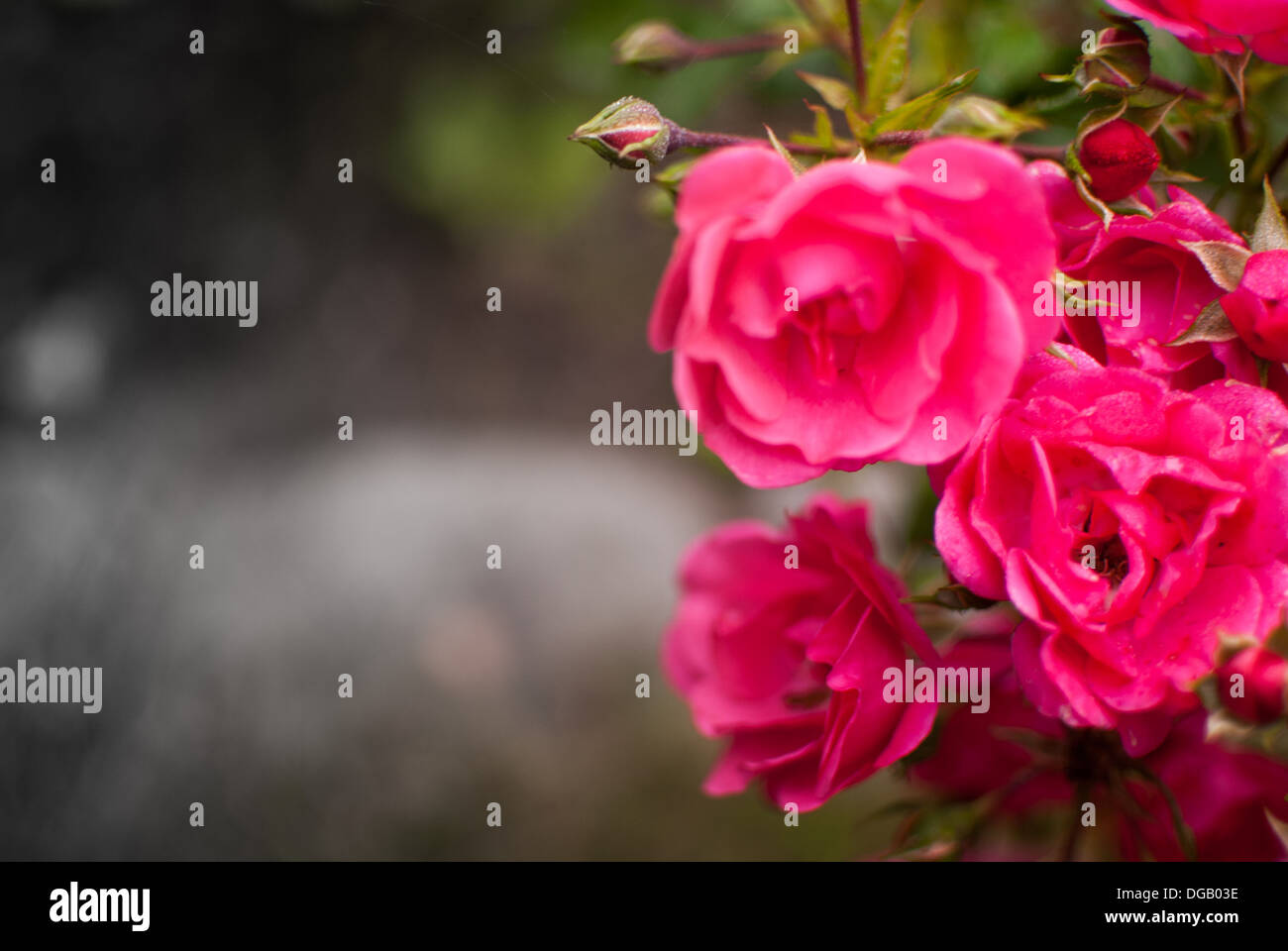 Rosen im Garten Stockfoto