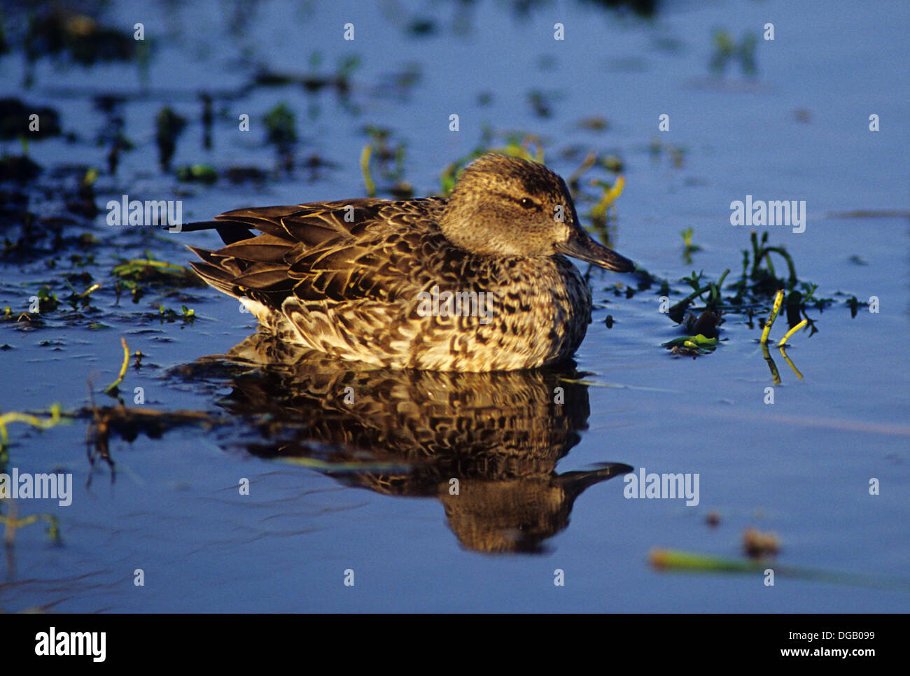 Hen oder weiblich grün – Winged Teal Ente (Anas Carolinensis) oder Greenwing Krickenten in einem Sumpf in der Nähe von Port Aransas Texas Stockfoto
