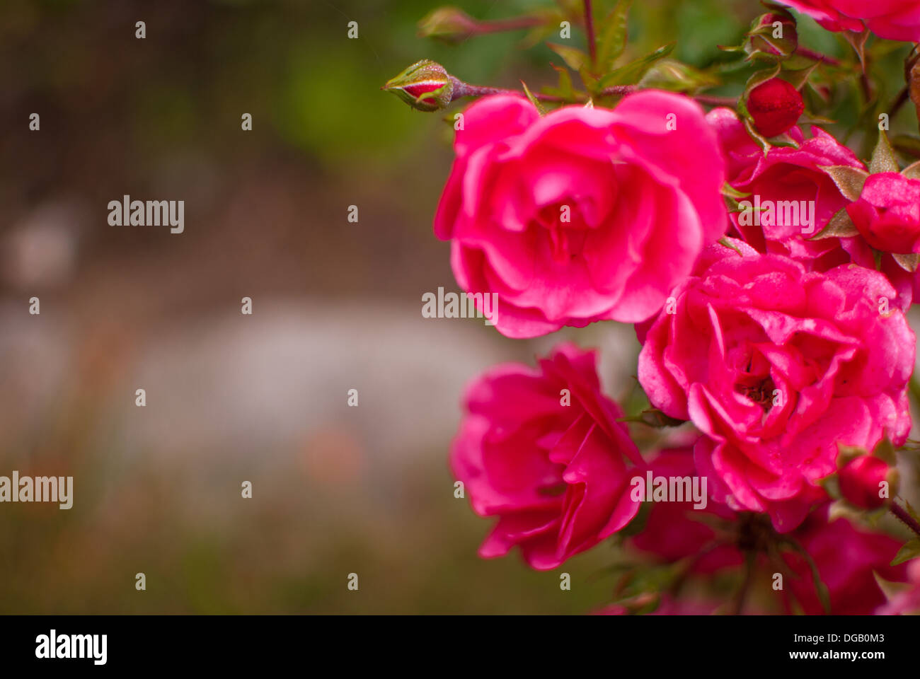Rosen im Garten Stockfoto