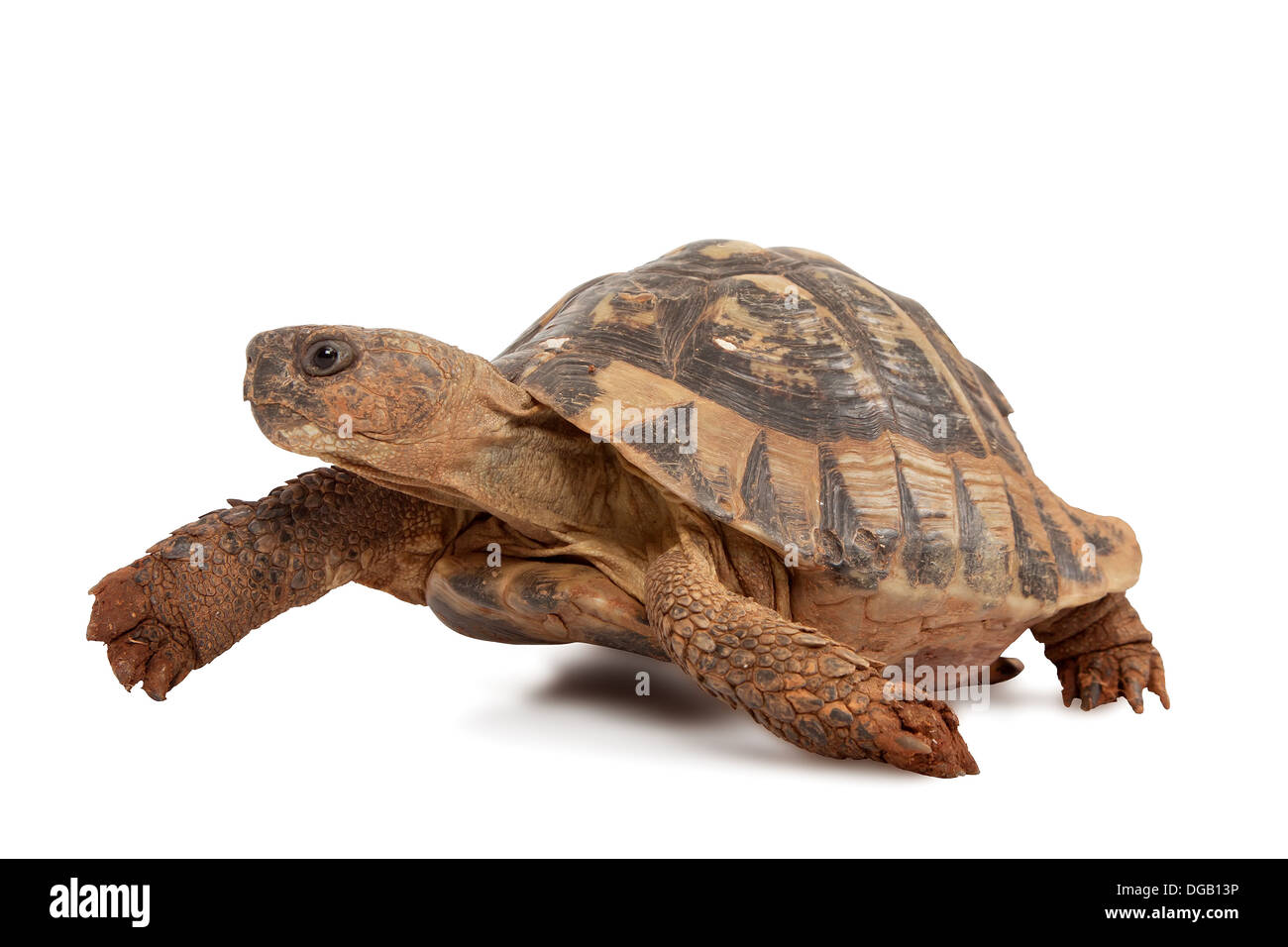 Schildkröte isoliert auf weißem Hintergrund, Studio gedreht Stockfoto