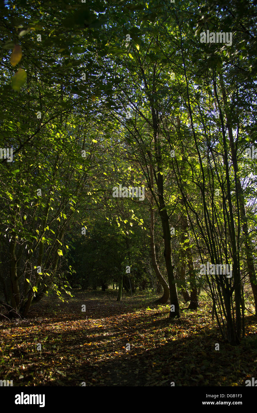 Sunrise durch einen herbstlichen Wald Stockfoto