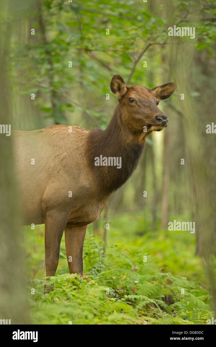 Nordamerikanische elk,(wapiti) Cervus Elaphus wieder eingeführt während der Brunft, Pennsylvania, nach Pennsylvania im Jahr 1913 Kuh oder weiblich Stockfoto