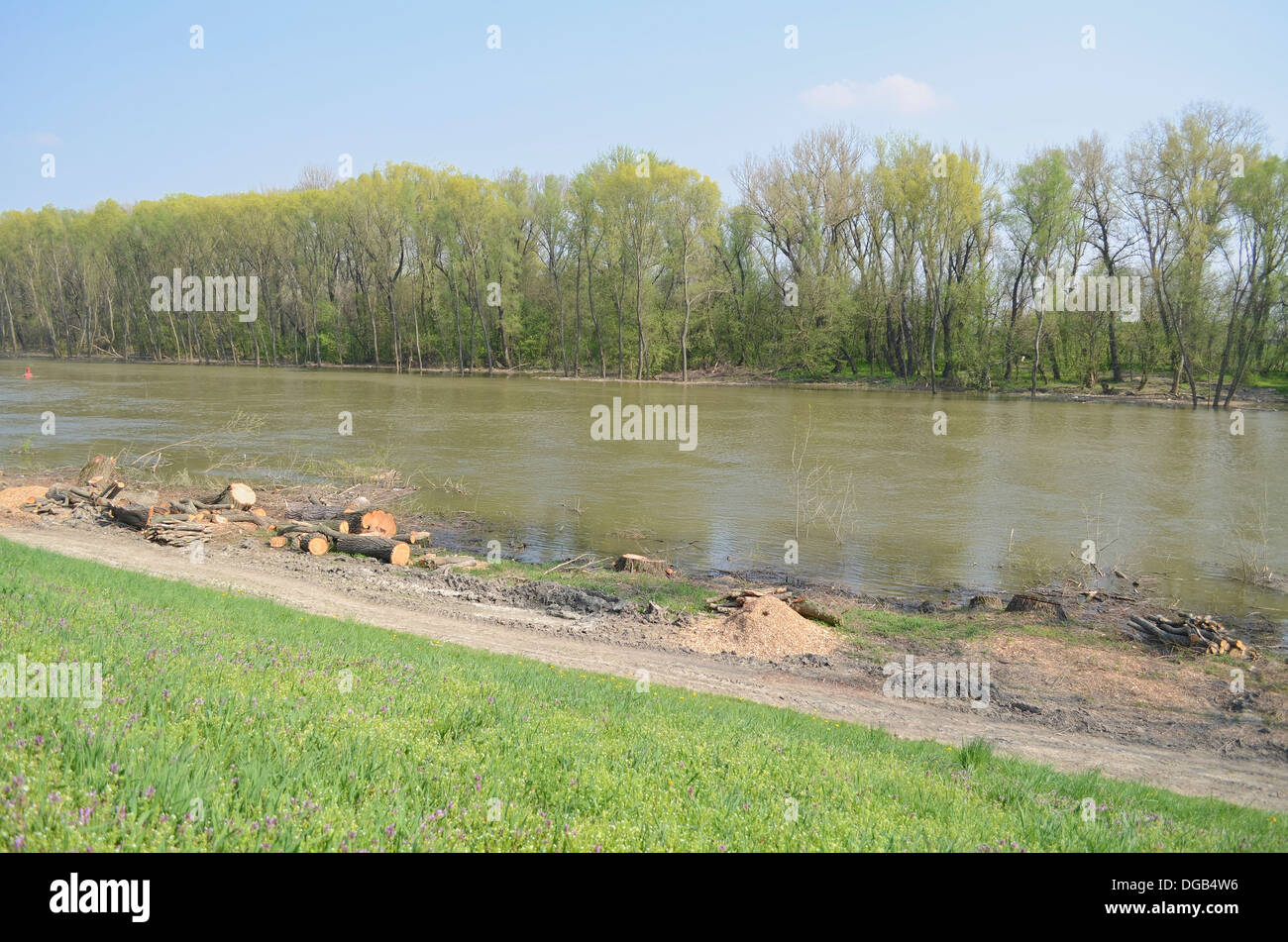 Sonnigen Donauufer nach Frühjahr schneiden von Holz Stockfoto
