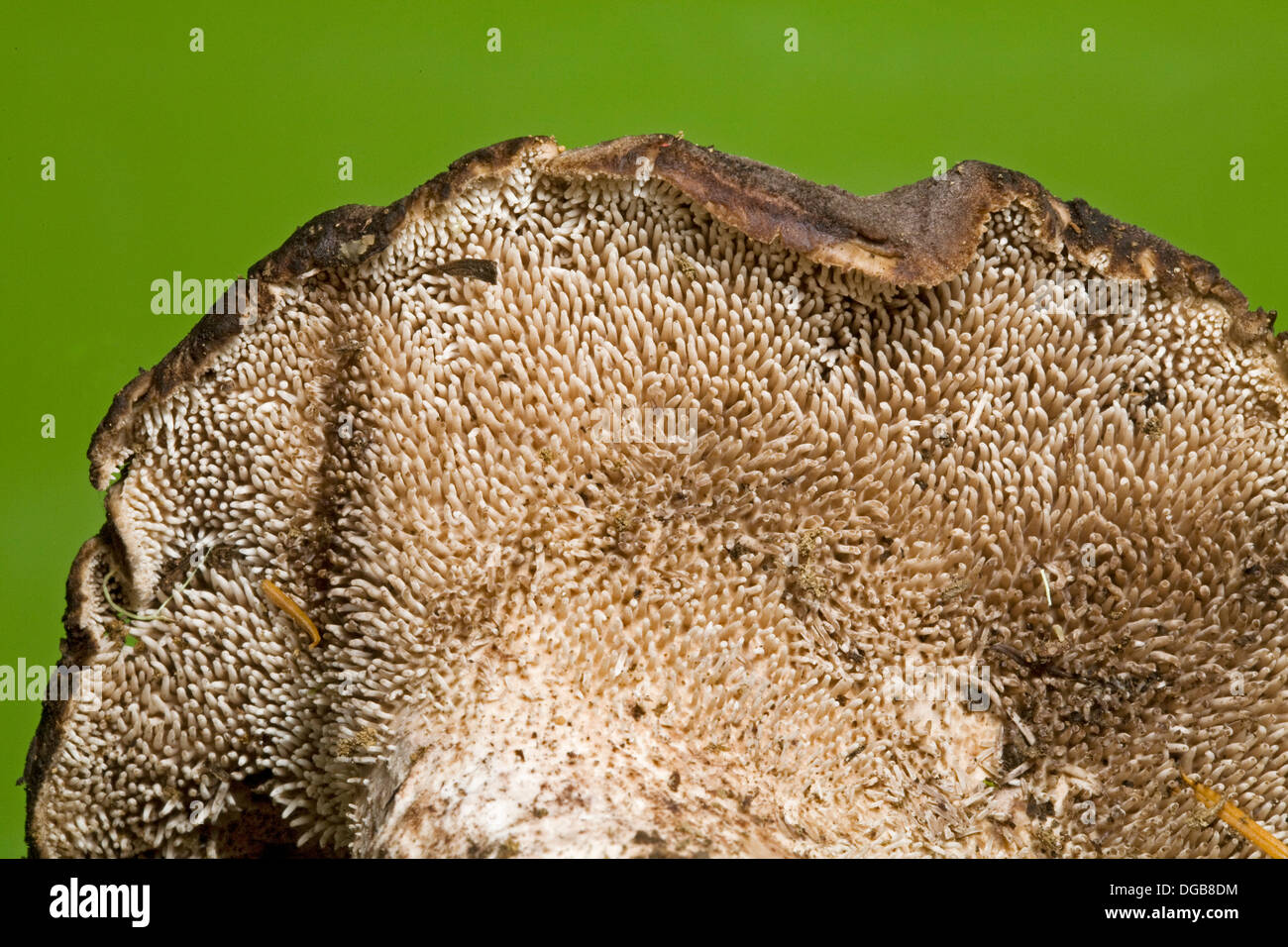 Eine wilde Pilze mit Zähnen oder Stacheln statt Kiemen, unter der Kappe