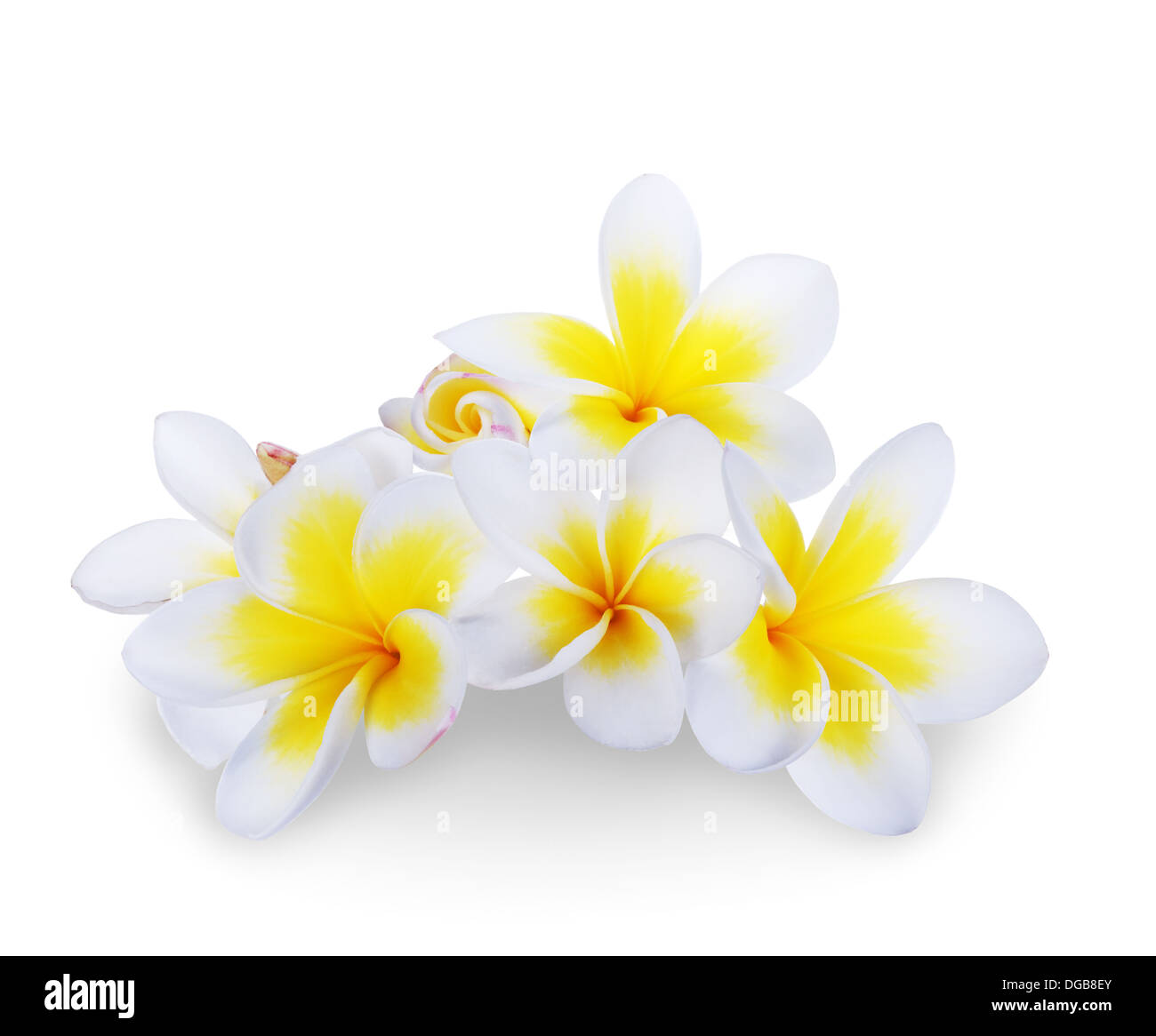 Frangipani Plumeria Spa Blume isoliert auf weiss Stockfoto