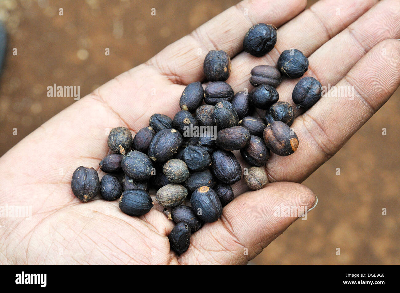 Sonnengetrocknete Kaffee Beeren in eine Handfläche, Jimma, Kaffa Region, Bono, Äthiopien, Afrika Stockfoto