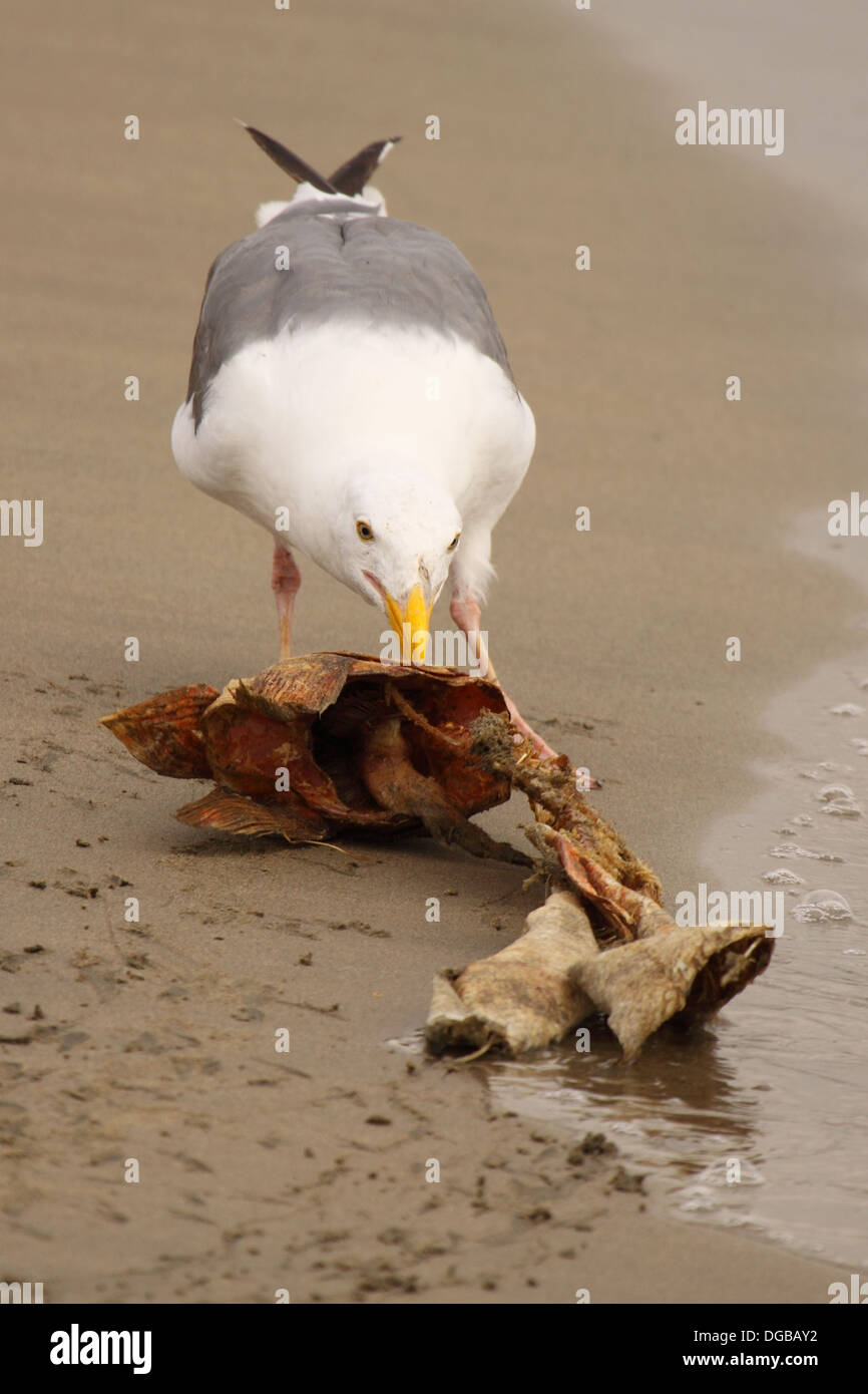 Eine Western-Möwe nach vorne lehnen, um auf ein Skelett der Fische zu füttern. Stockfoto