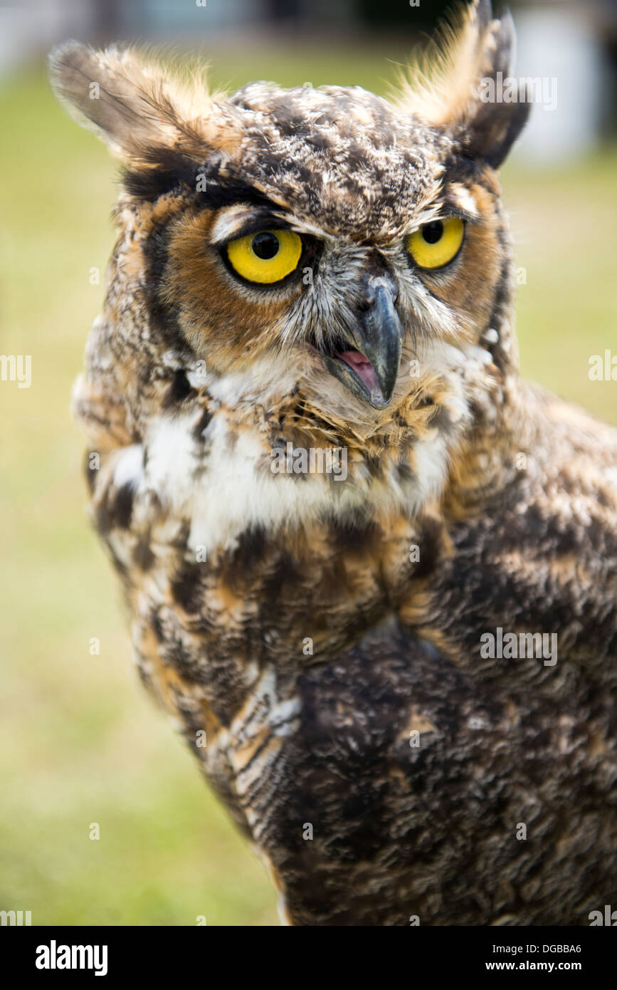 Eine große Fledermaus (Bubo virginianus) Stockfoto