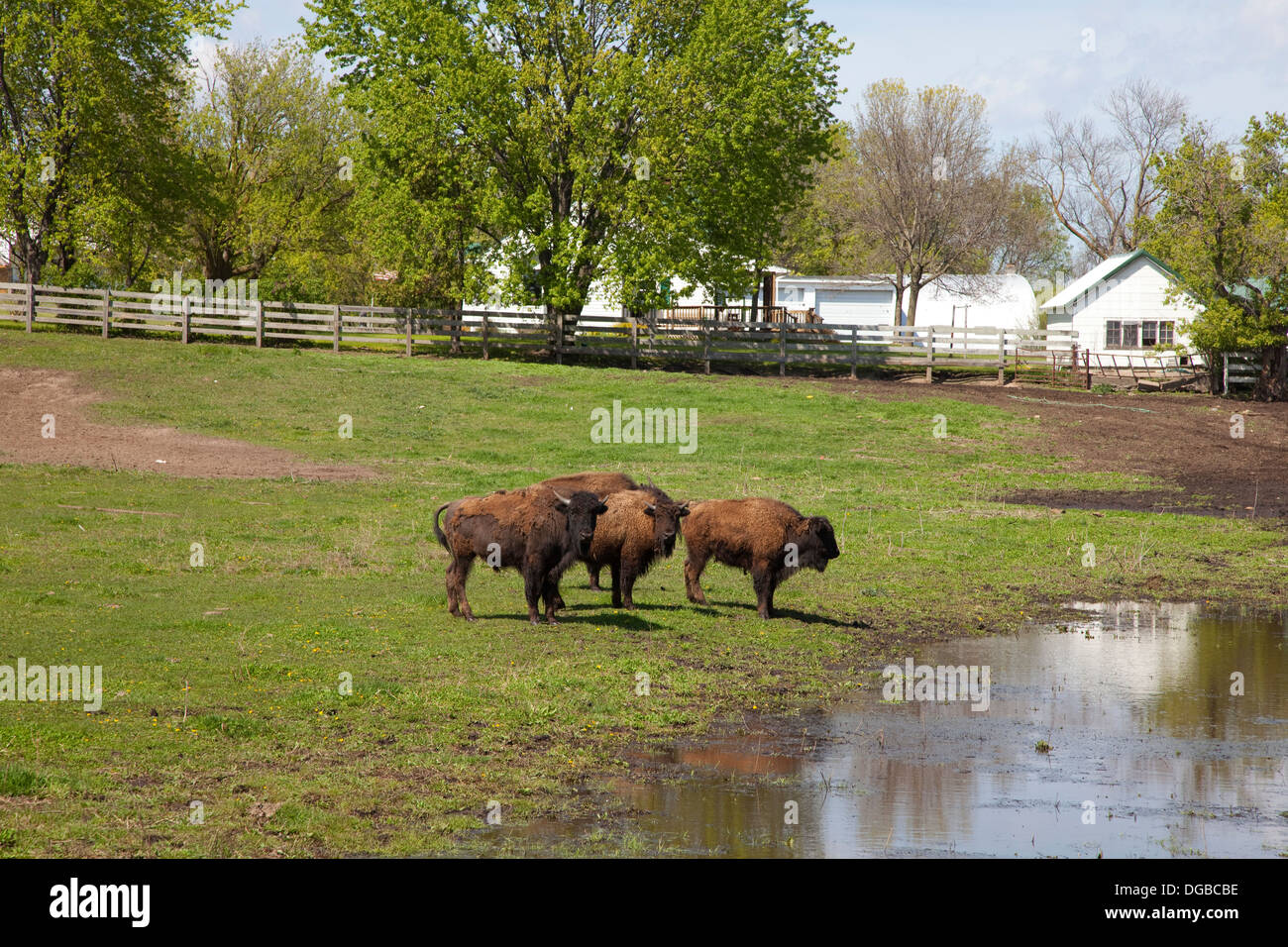 Captive Büffel Bauernhof Teich. Pierz Minnesota MN USA Stockfoto