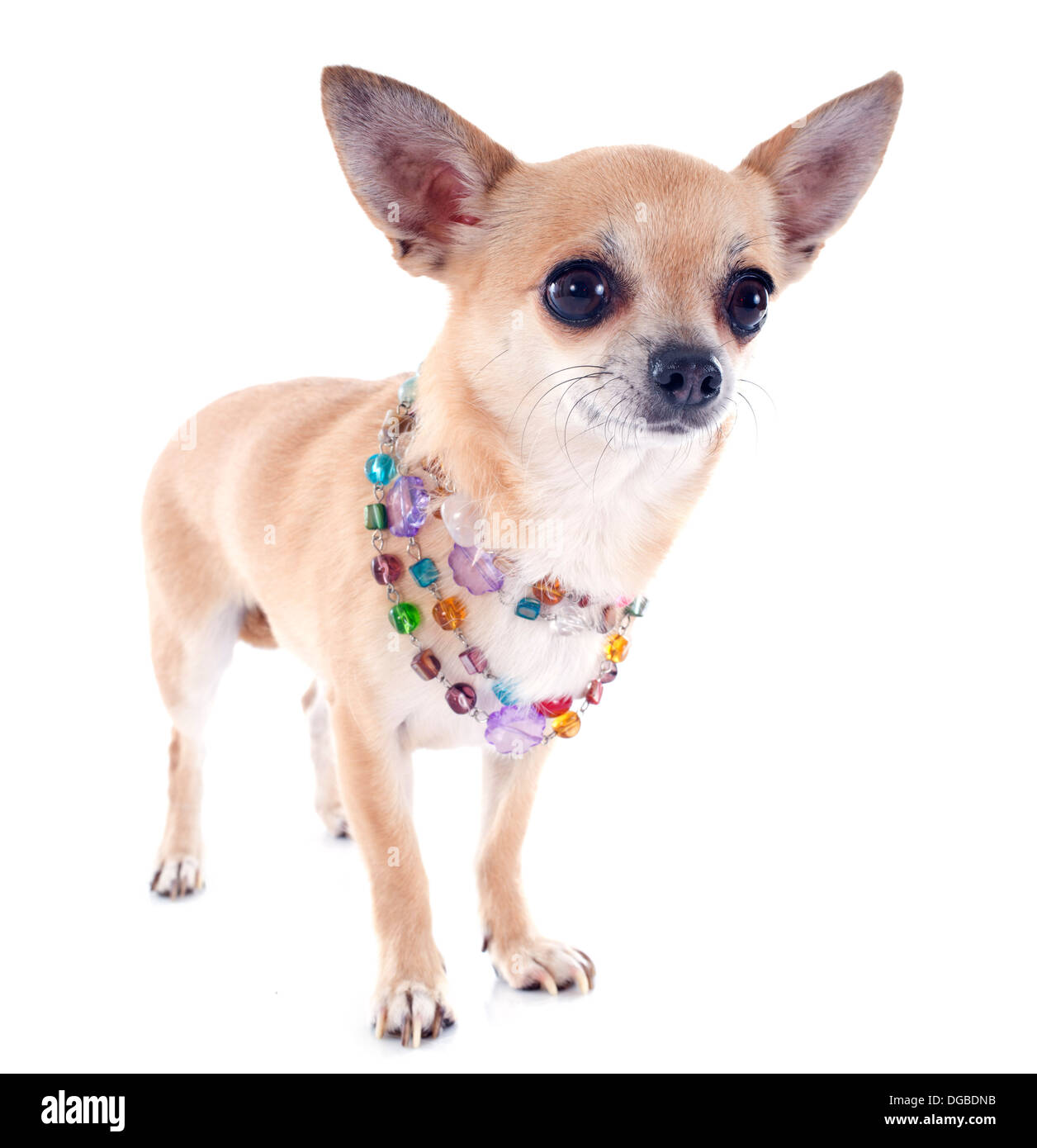 Porträt von einem niedlichen reinrassiger Chihuahua vor weißem Hintergrund Stockfoto