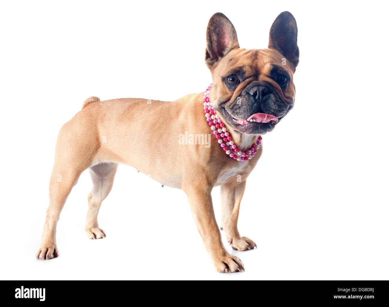 Porträt von eine reinrassige französische Bulldogge vor weißem Hintergrund Stockfoto