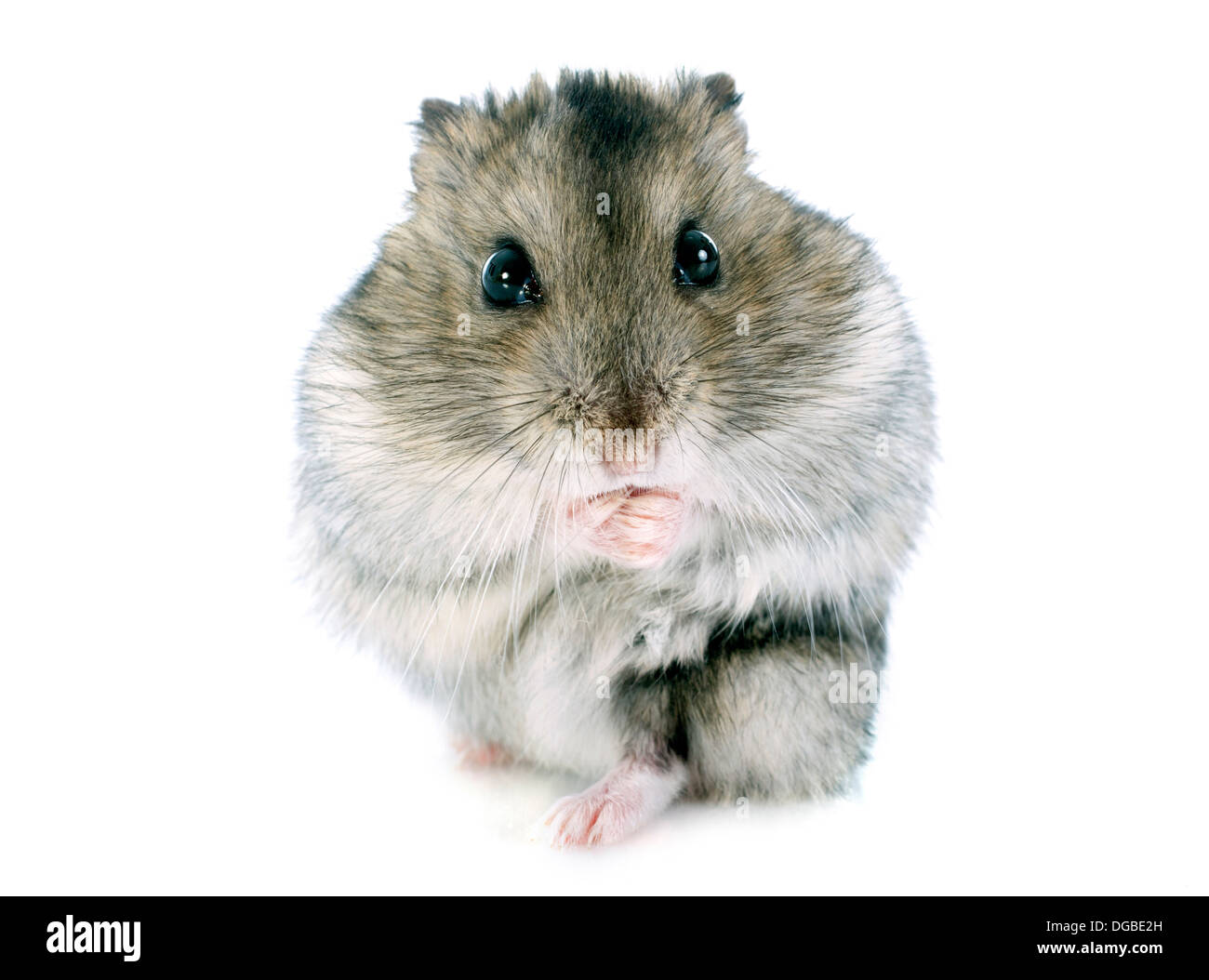 Russische Hamster vor weißem Hintergrund Stockfoto