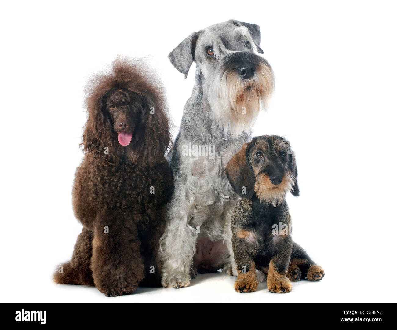 drei Hunde vor weißem Hintergrund Stockfoto