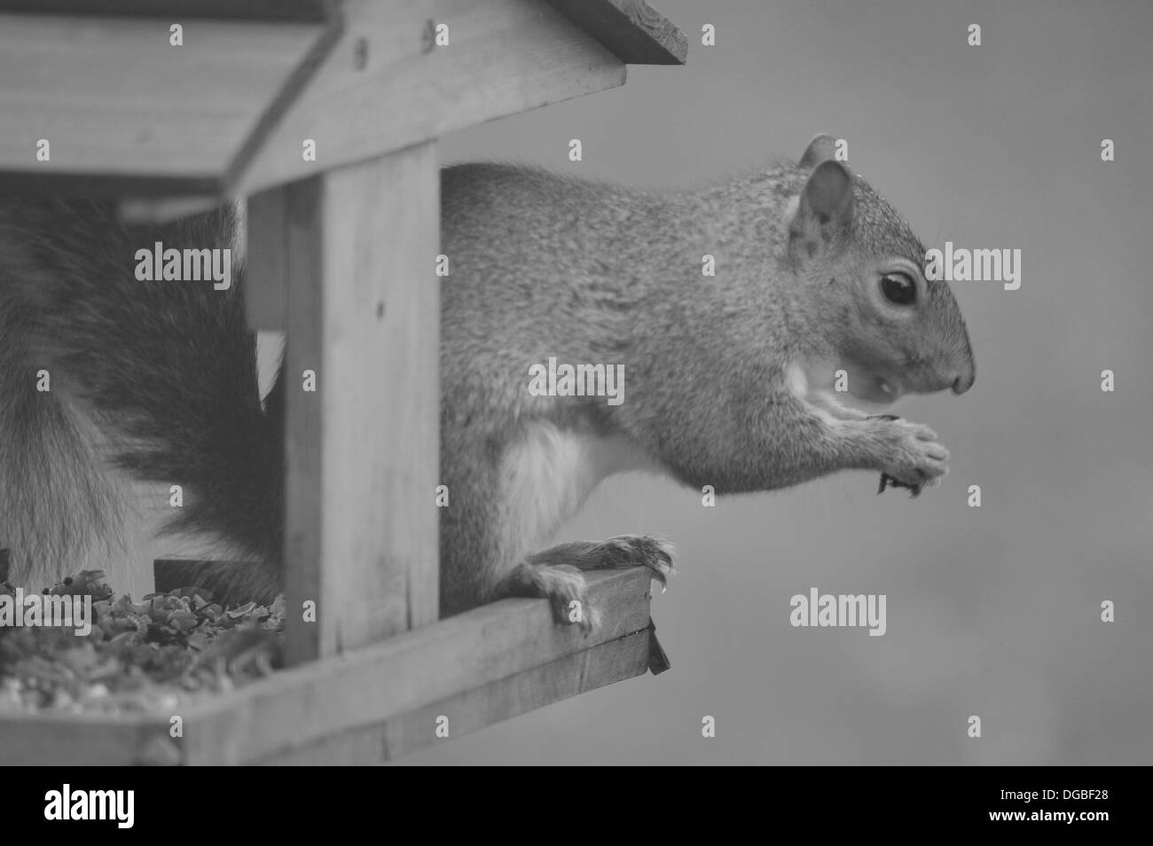 Eichhörnchen am Futterhäuschen Stockfoto