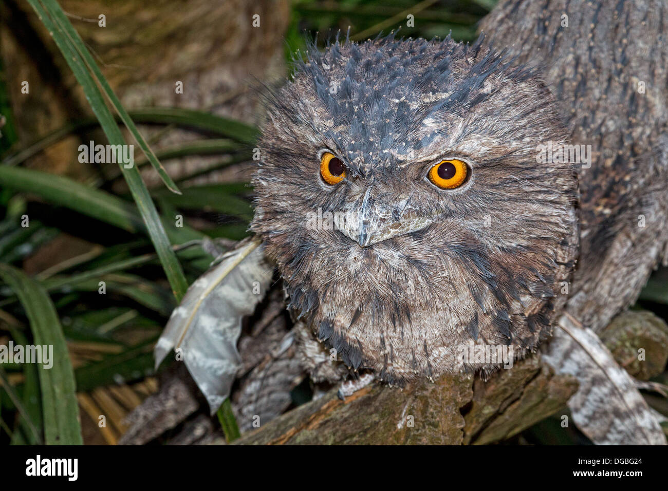 Tawny Frogmouth (ein Strigoides) Stockfoto