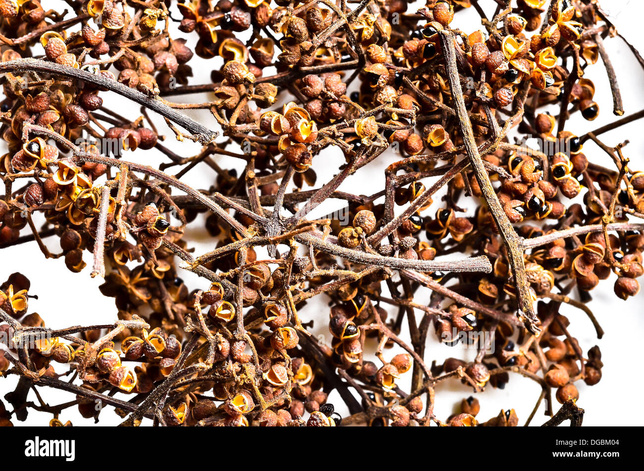 Sichuan-Pfeffer Stockfoto