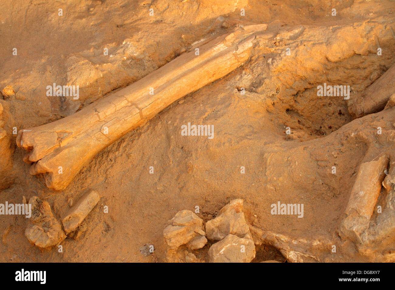 Fünf Millionen Jahre alte fossile Knochen von ausgestorbenen Säugetieren, Westküste fossilen Park, Südafrika Stockfoto