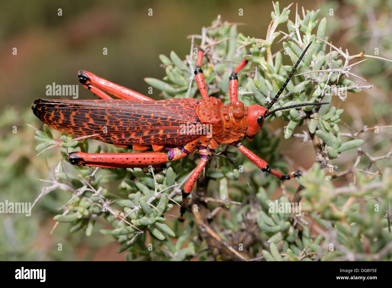 Rote Pyrgomorphid Heuschrecke auf einem Ast, Südafrika Stockfoto