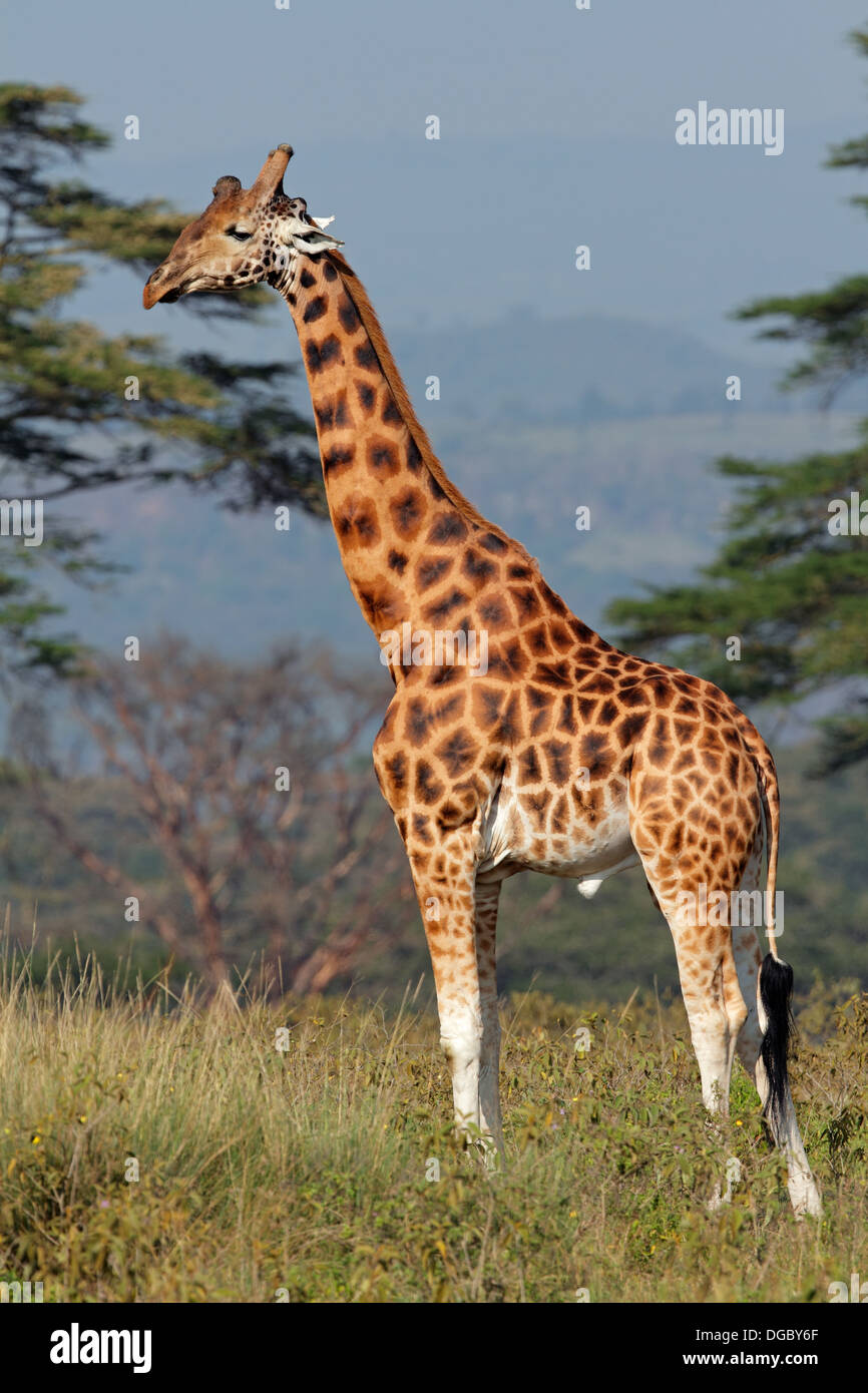Seltene Rothschild Giraffe (Giraffa Plancius Rothschildi), Lake-Nakuru-Nationalpark, Kenia Stockfoto