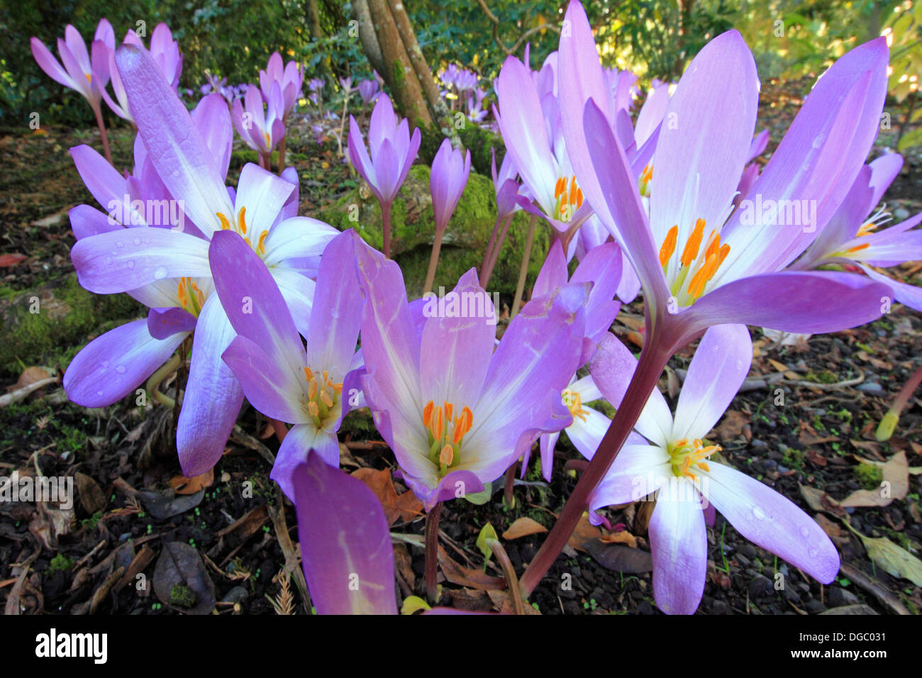 Krokusse Stockfoto