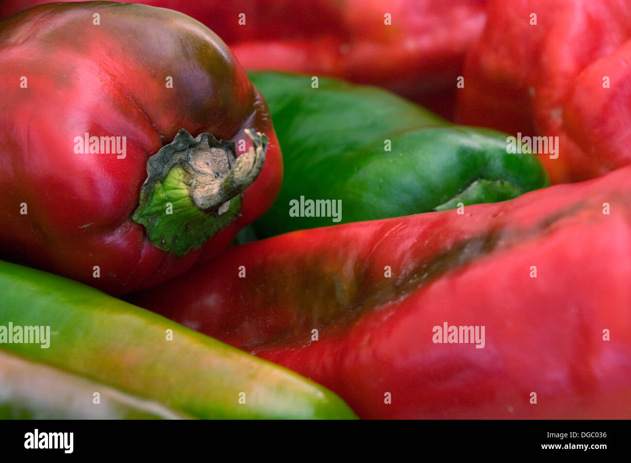 Grüne und rote Paprika. Stockfoto