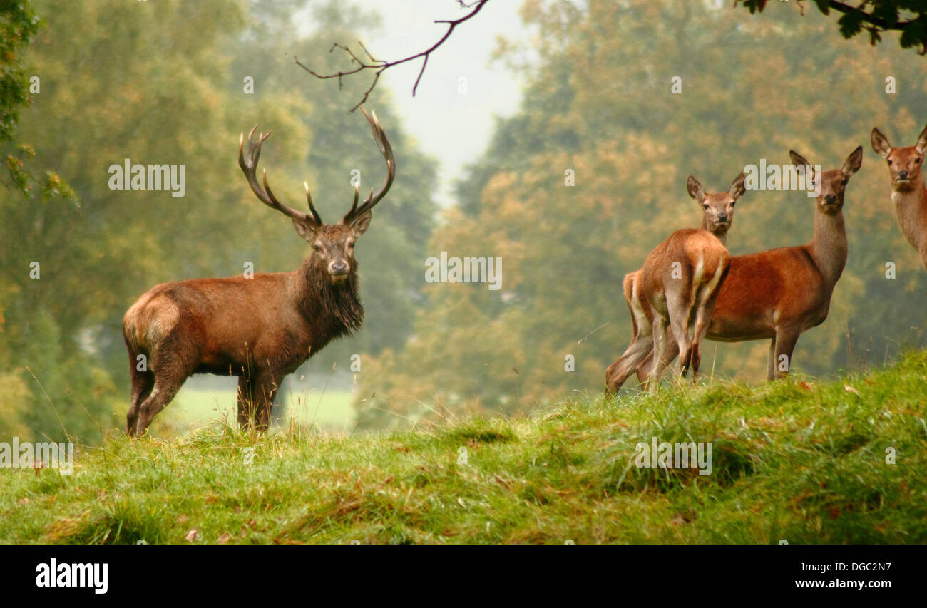 Eine männliche Rotwild Hirsch mit seinem Hinds überqueren Parklandschaft rund um Chatsworth House im Peak District, Derbyshire, UK - Herbst Stockfoto