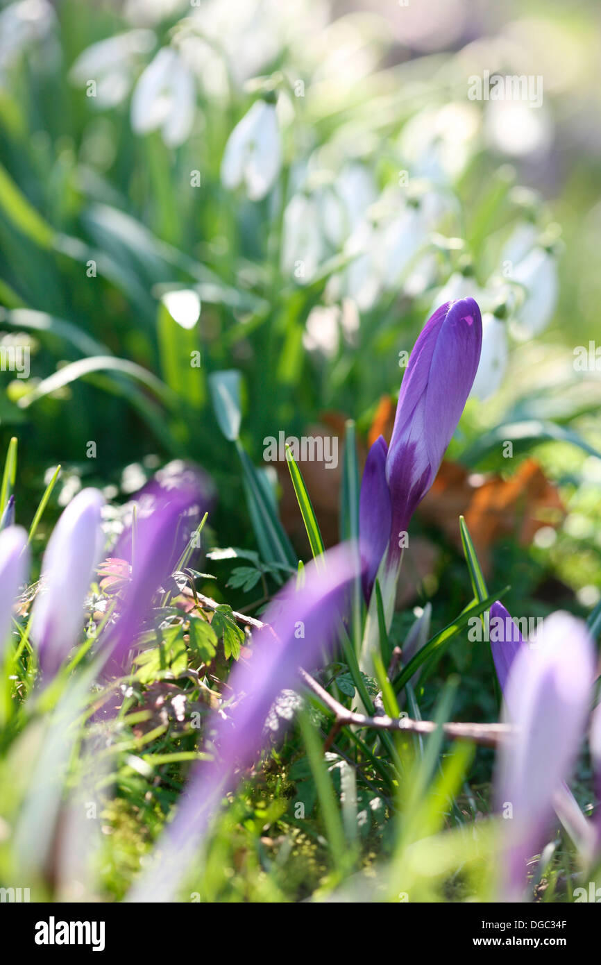 zeitigen Frühjahr Blumen Krokus und Schneeglöckchen an einem sonnigen Tag Jane Ann Butler Fotografie JABP1077 Stockfoto