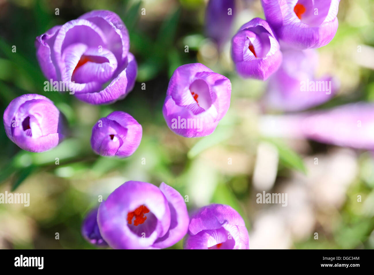 schönen Frühling Krokusse im Februar Jane Ann Butler Fotografie JABP1072 Stockfoto