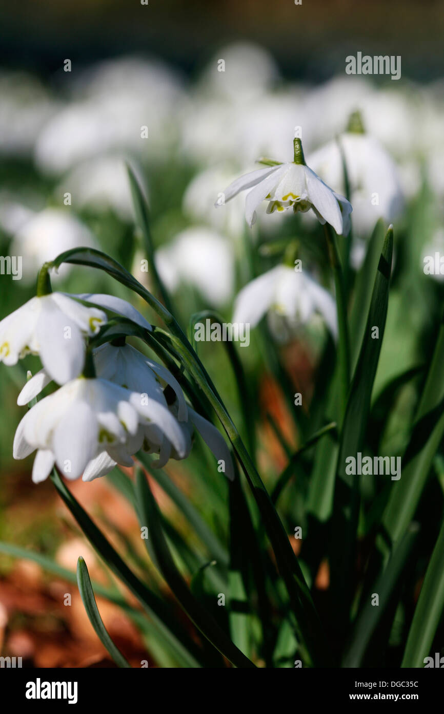 der Frühling ist auf dem Weg einen schönen Bereich der weißen Schneeglöckchen Jane Ann Butler Fotografie JABP1075 Stockfoto