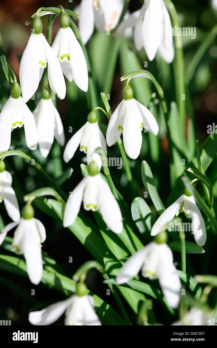 vollkommen friedliche Szene Bereich der Schneeglöckchen an einem sonnigen Tag Jane Ann Butler Fotografie JABP1073 Stockfoto