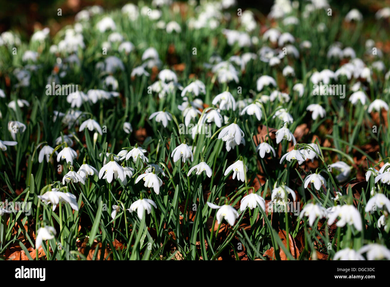der Frühling ist auf dem Weg einen schönen Bereich der weißen Schneeglöckchen Jane Ann Butler Fotografie JABP1076 Stockfoto