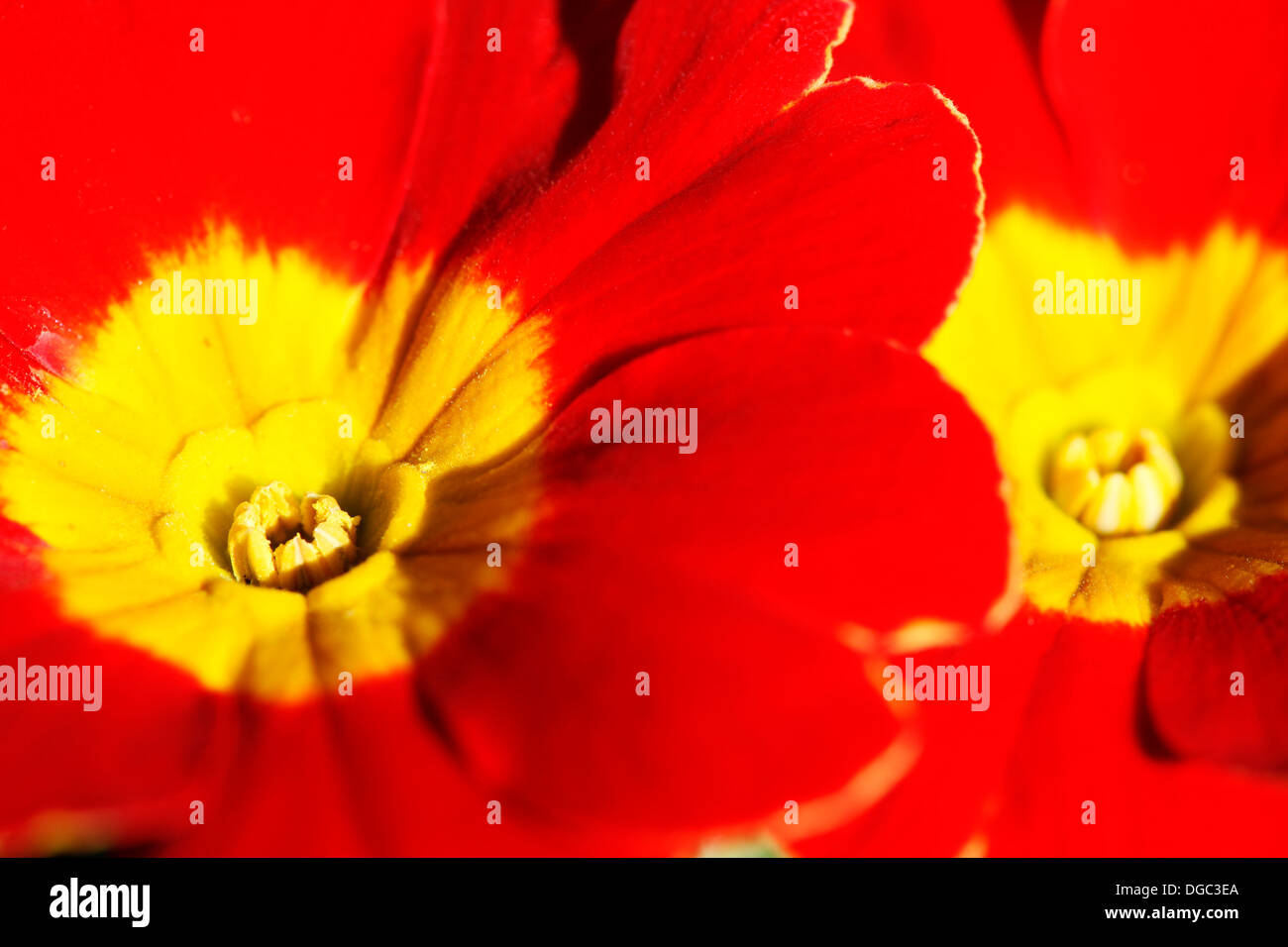 Anfang Frühlingsblumen sehr liebte englische Primel, rot und gelb blüht Jane Ann Butler Fotografie JABP1078 Stockfoto