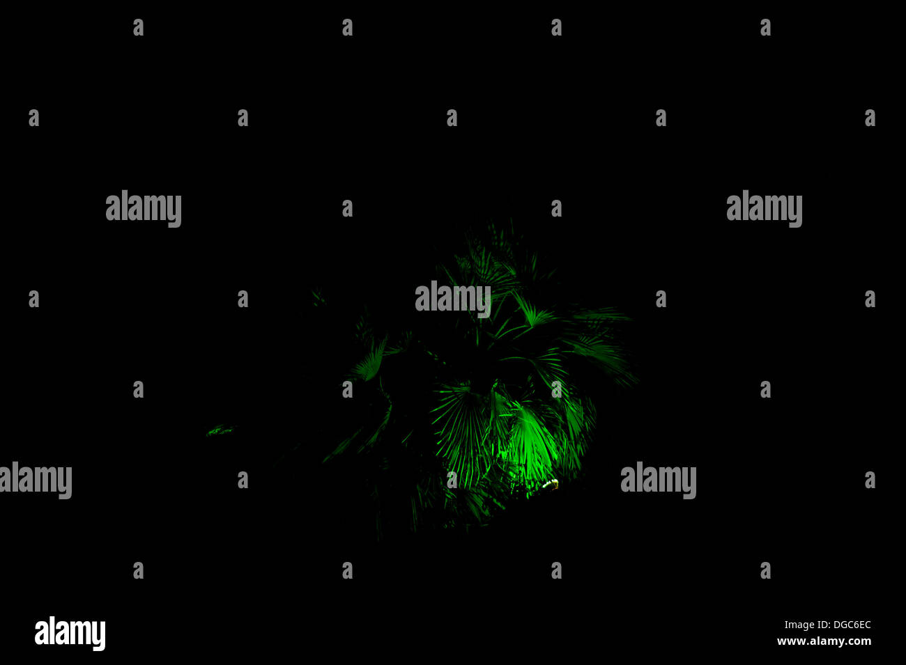 Palmen mit grünem Licht nachts beleuchtet Stockfoto