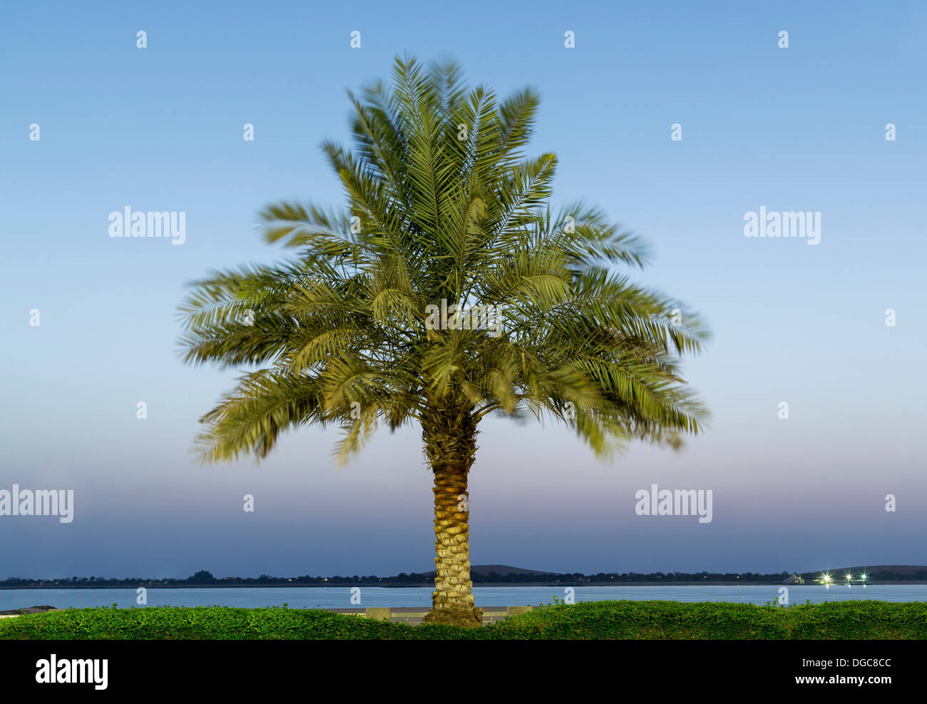 Dattelpalme, Adu Dhabi, Vereinigte Arabische Emirate Stockfoto