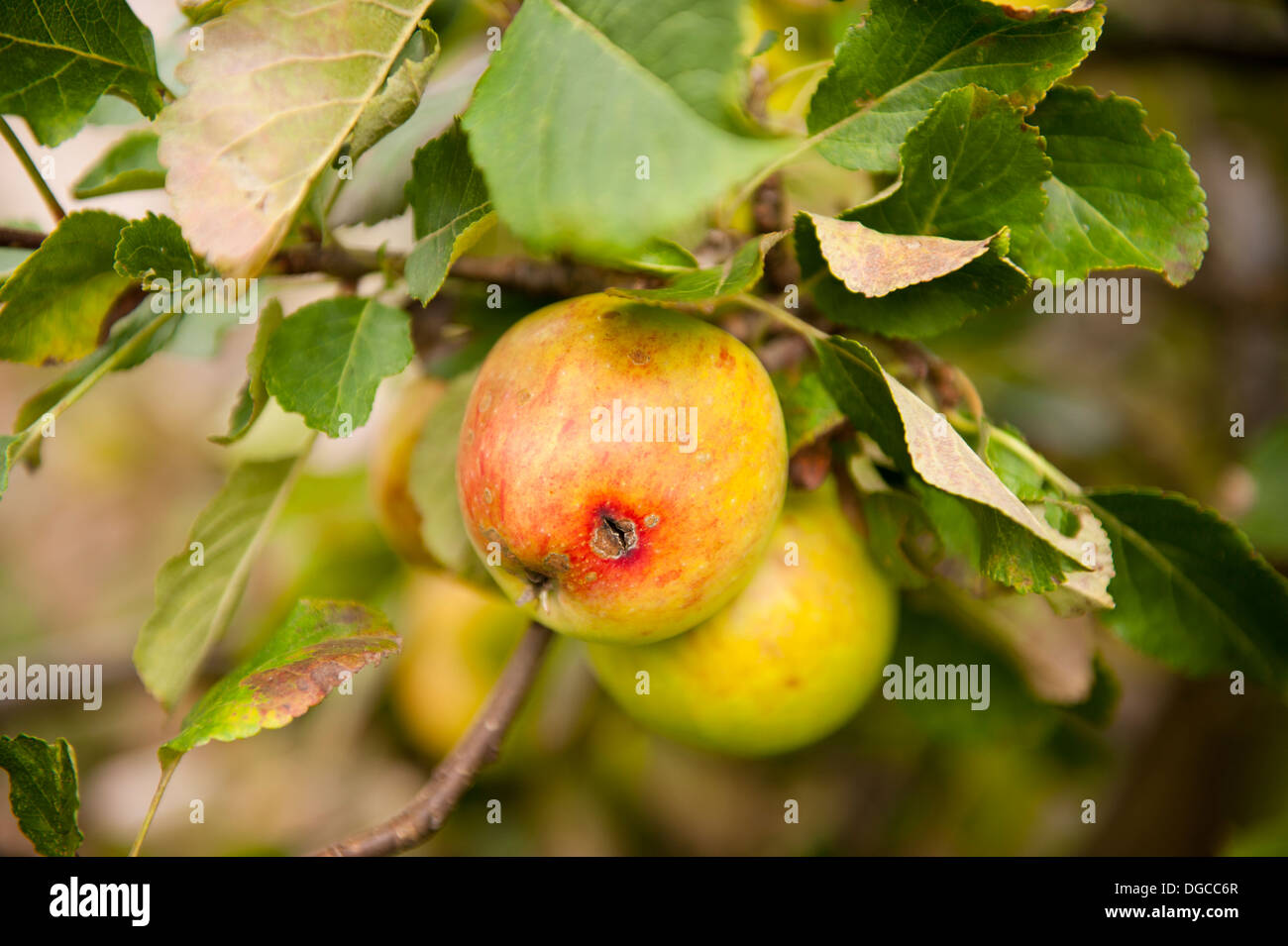 beschädigte Apfel am Baum Stockfoto