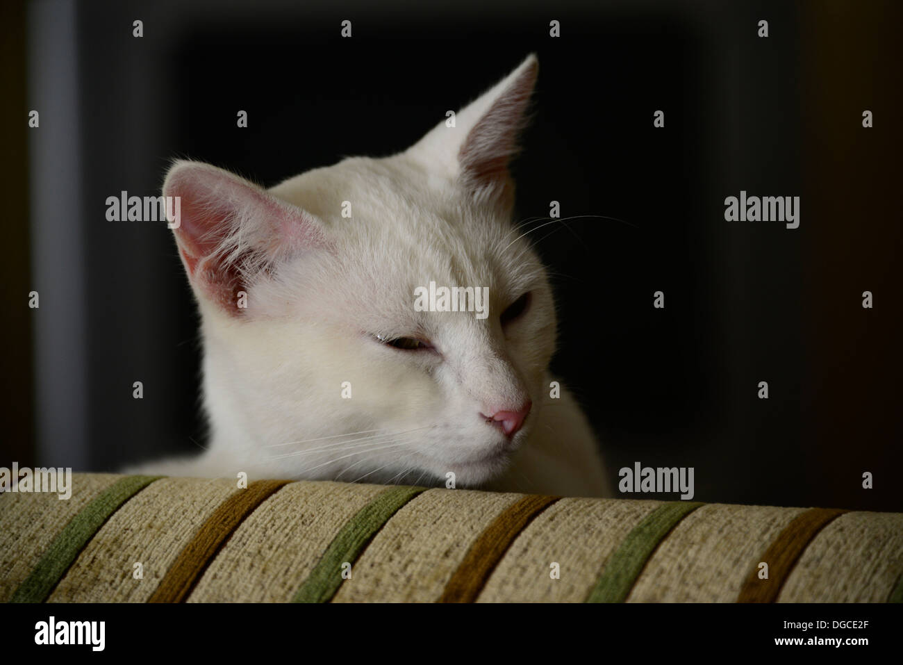Schläfrige Katze Porträt. Stockfoto