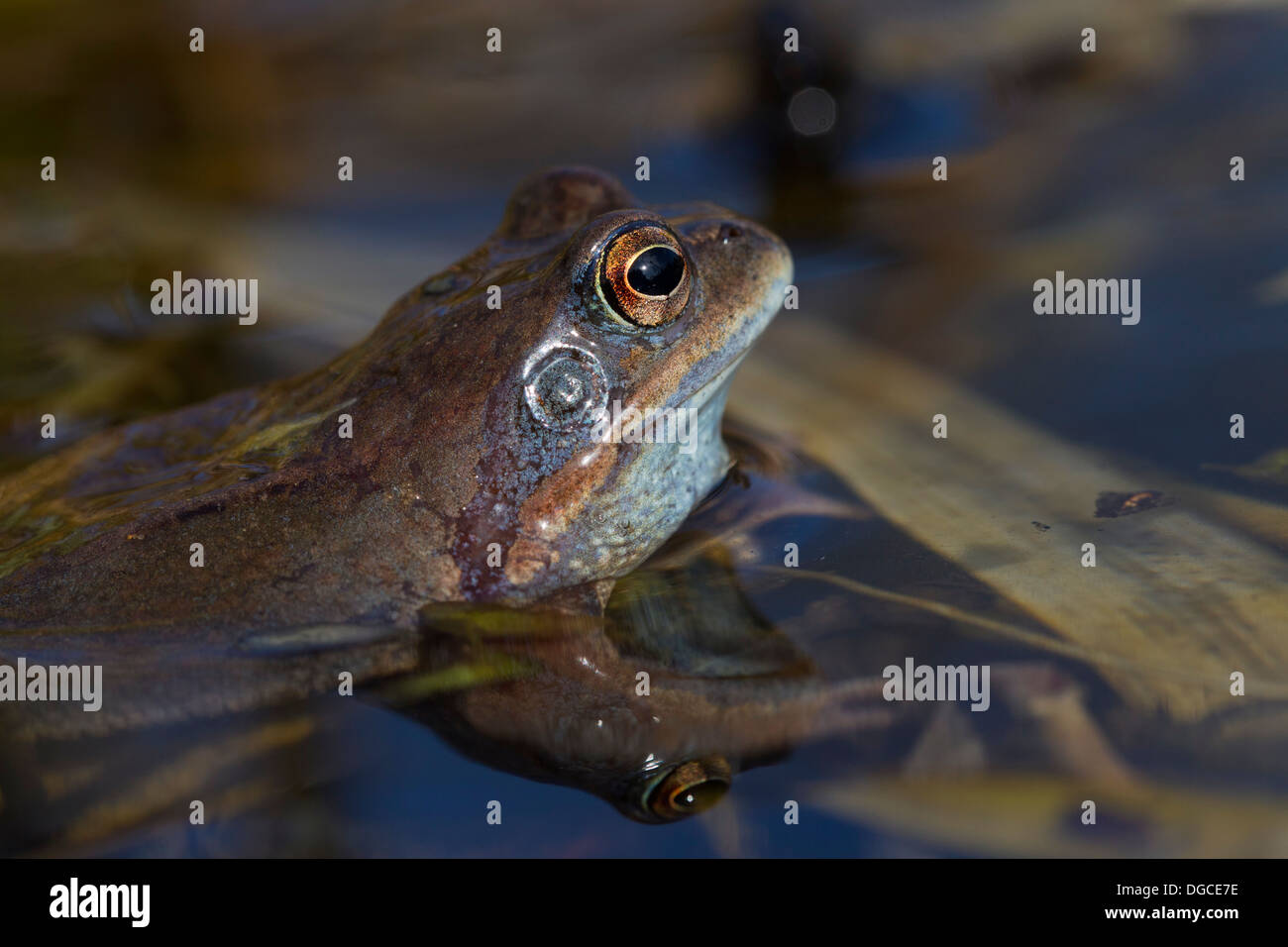 Frosch (Rana Arvalis) weibliche im Teich anlegen Stockfoto