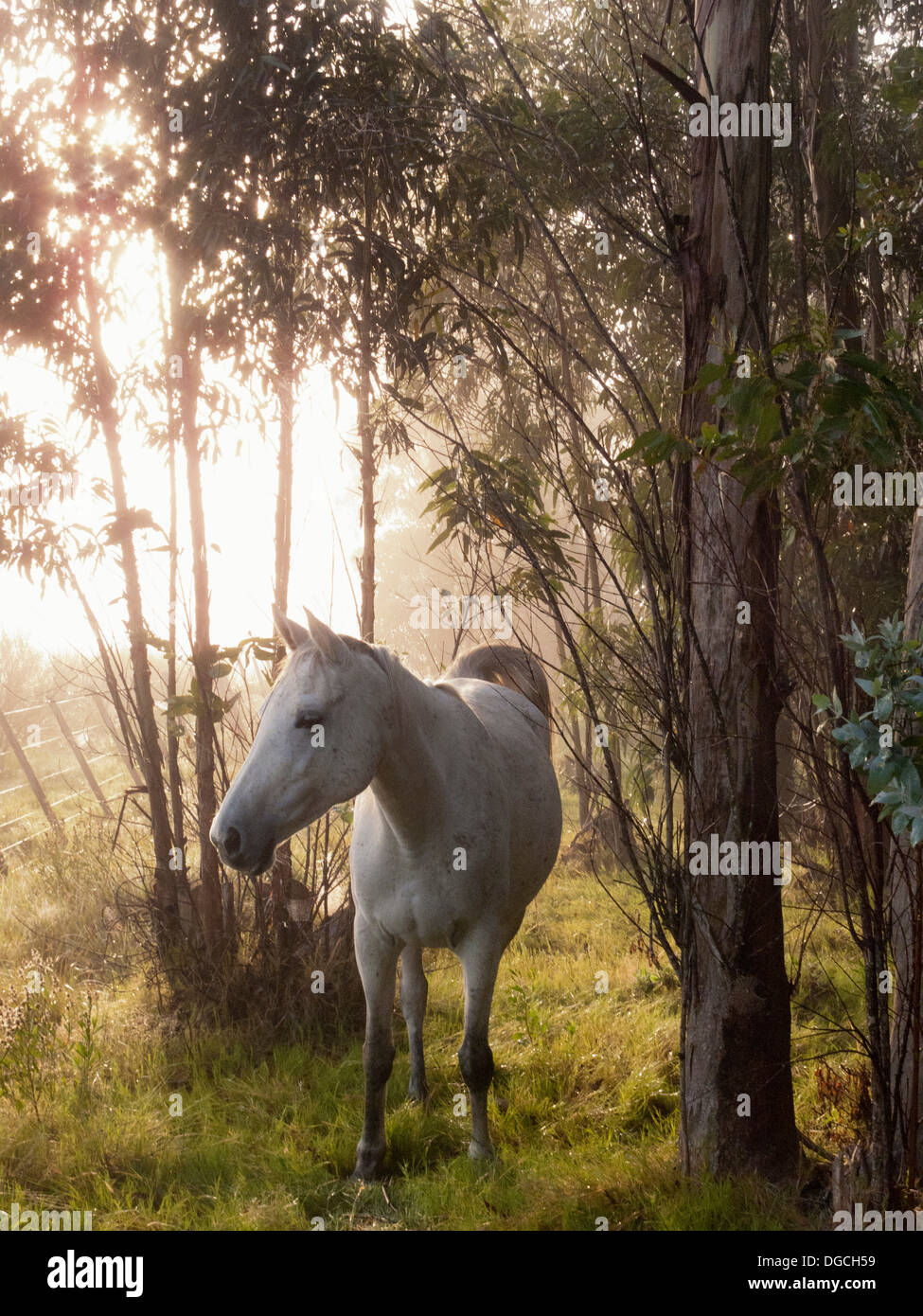 Criollo Pferd im Wald, Uruguay Stockfoto