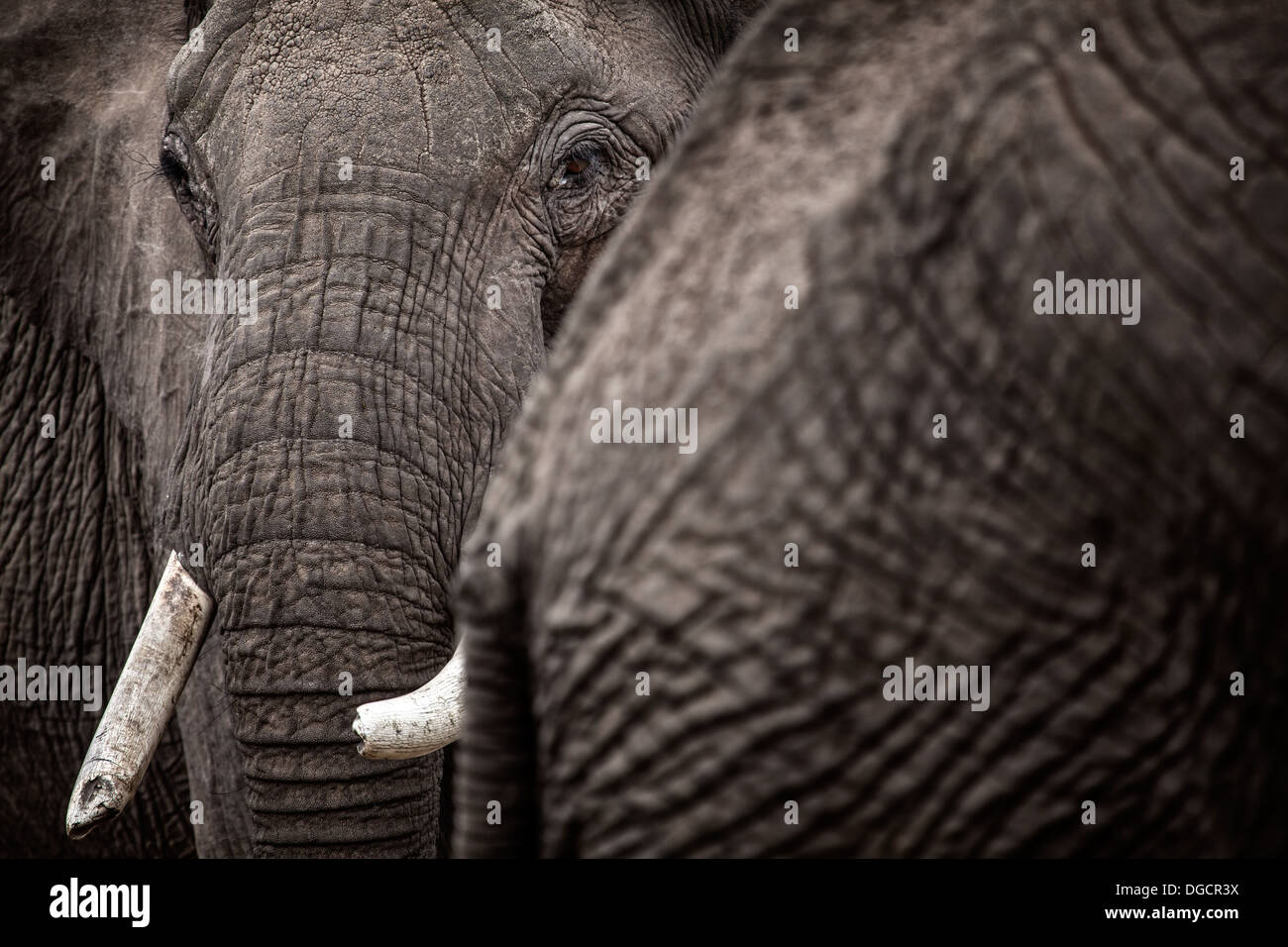 Ein großer Elefant schaut hinter einem anderen Elefanten Stockfoto